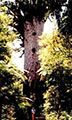 kauri tree.jpg