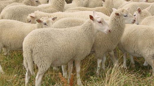 Bohepe_AgResearch_Organically_grown_on_banks_peninsula.jpg