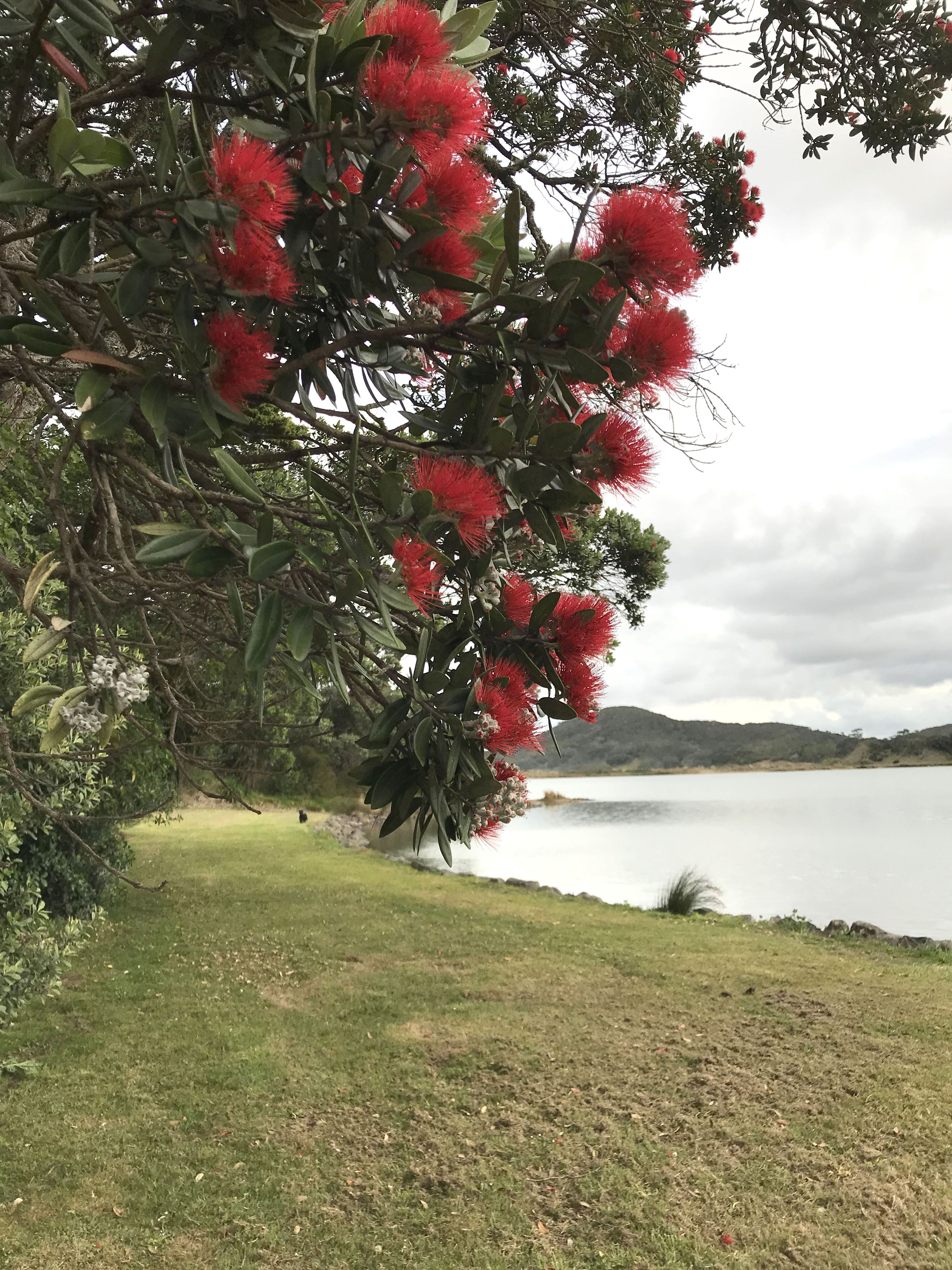 Pohutukawa.jpg