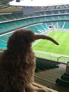 ANT51 - Brown Kiwi Puppet at Twickenham cust photo